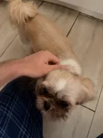 Josefa, a female Shih Tzu for sale in Budd Lake, NJ – 1 of 2