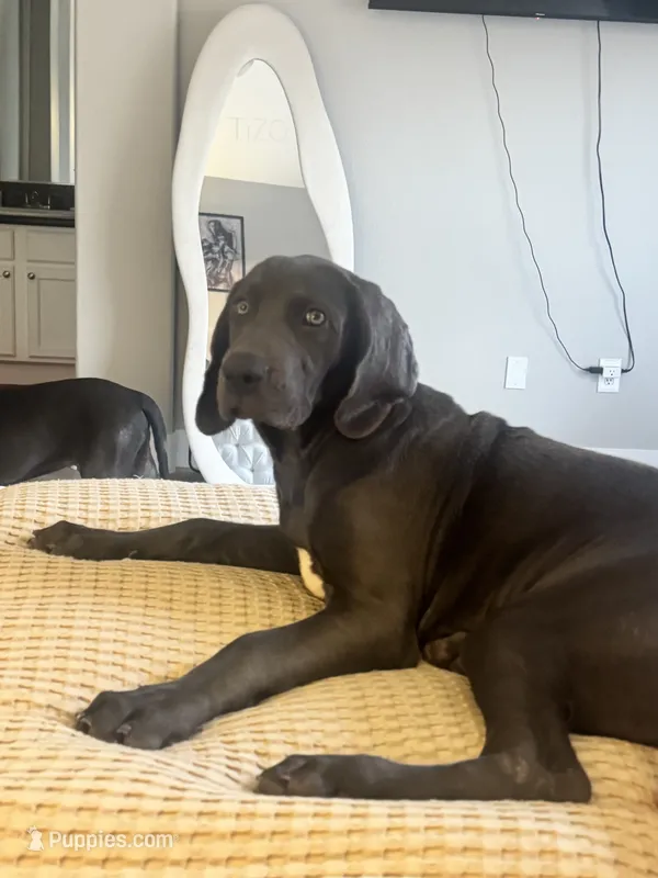 Hot pink – Cane Corso, Weimaraner puppy for sale in Las Vegas, NV