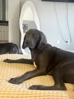 Hot pink, a female Cane Corso and Weimaraner for sale in Las Vegas, NV – 1 of 10