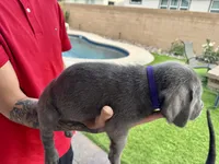 Purple, a female Cane Corso and Weimaraner for sale in Las Vegas, NV – Photo 7 of 9