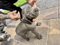 Purple, a female Cane Corso and Weimaraner for sale in Las Vegas, NV – Photo 5 of 9