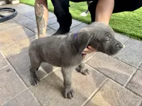 Purple, a female Cane Corso and Weimaraner for sale in Las Vegas, NV – Photo 9 of 9