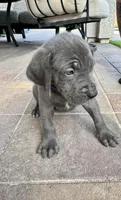 Purple, a female Cane Corso and Weimaraner for sale in Las Vegas, NV – Photo 4 of 9