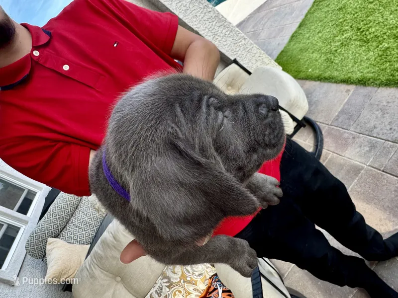 Purple – Cane Corso, Weimaraner puppy for sale in Las Vegas, NV