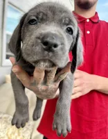 Purple, a female Cane Corso and Weimaraner for sale in Las Vegas, NV – Photo 2 of 9
