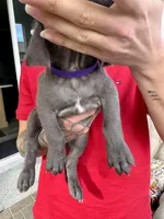 Purple, a female Cane Corso and Weimaraner for sale in Las Vegas, NV – Photo 3 of 9