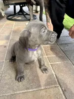 Purple, a female Cane Corso and Weimaraner for sale in Las Vegas, NV – Photo 8 of 9
