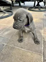 Purple, a female Cane Corso and Weimaraner for sale in Las Vegas, NV – Photo 6 of 9