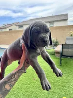 Orange, a male Cane Corso and Weimaraner for sale in Las Vegas, NV – Photo 2 of 10