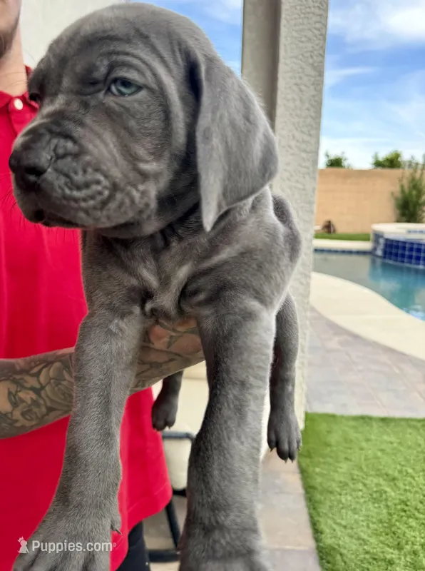 Orange – Cane Corso, Weimaraner puppy for sale in Las Vegas, NV