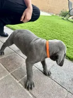 Orange, a male Cane Corso and Weimaraner for sale in Las Vegas, NV – Photo 9 of 10