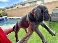 Orange, a male Cane Corso and Weimaraner for sale in Las Vegas, NV – Photo 5 of 10