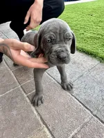 Orange, a male Cane Corso and Weimaraner for sale in Las Vegas, NV – Photo 4 of 10