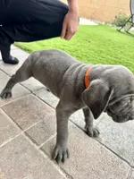 Orange, a male Cane Corso and Weimaraner for sale in Las Vegas, NV – Photo 7 of 10