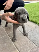 Orange, a male Cane Corso and Weimaraner for sale in Las Vegas, NV – Photo 6 of 10
