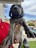 Orange, a male Cane Corso and Weimaraner for sale in Las Vegas, NV – Photo 3 of 10