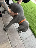 Orange, a male Cane Corso and Weimaraner for sale in Las Vegas, NV – Photo 10 of 10