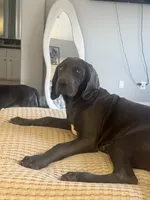Hot pink, a female Cane Corso and Weimaraner for sale in Las Vegas, NV – 2 of 10