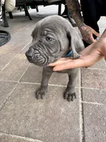 Teal, a male Cane Corso and Weimaraner for sale in Las Vegas, NV – Photo 6 of 8