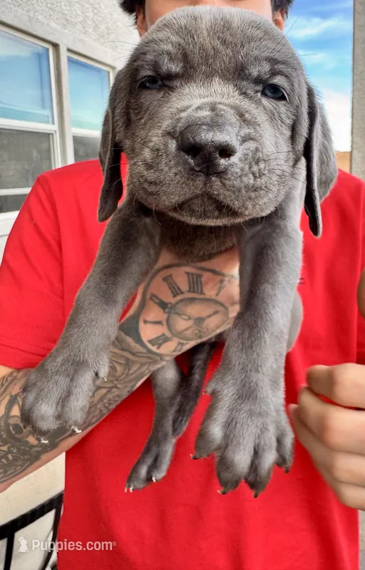 Teal – Cane Corso, Weimaraner puppy for sale in Las Vegas, NV