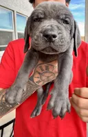 Teal, a male Cane Corso and Weimaraner for sale in Las Vegas, NV – Photo 1 of 8