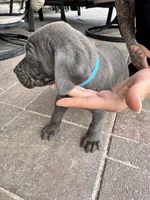 Teal, a male Cane Corso and Weimaraner for sale in Las Vegas, NV – Photo 7 of 8