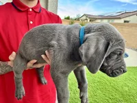 Teal, a male Cane Corso and Weimaraner for sale in Las Vegas, NV – Photo 4 of 8