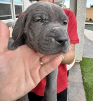 Teal, a male Cane Corso and Weimaraner for sale in Las Vegas, NV – Photo 2 of 8