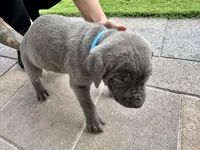 Teal, a male Cane Corso and Weimaraner for sale in Las Vegas, NV – Photo 8 of 8
