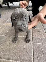 Teal, a male Cane Corso and Weimaraner for sale in Las Vegas, NV – Photo 5 of 8