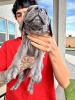Teal, a male Cane Corso and Weimaraner for sale in Las Vegas, NV – Photo 3 of 8