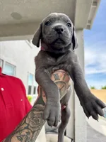 Light pink, a female Cane Corso and Weimaraner for sale in Las Vegas, NV – Photo 4 of 8