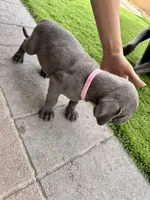 Light pink, a female Cane Corso and Weimaraner for sale in Las Vegas, NV – Photo 8 of 8