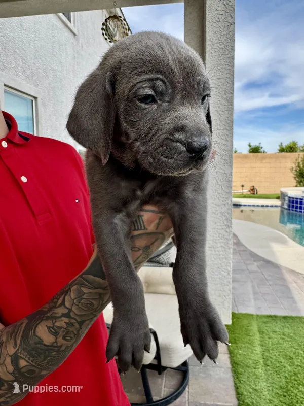 Light pink – Cane Corso, Weimaraner puppy for sale in Las Vegas, NV