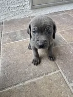 Light pink, a female Cane Corso and Weimaraner for sale in Las Vegas, NV – Photo 7 of 8