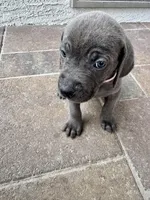 Light pink, a female Cane Corso and Weimaraner for sale in Las Vegas, NV – Photo 5 of 8