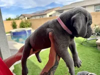 Light pink, a female Cane Corso and Weimaraner for sale in Las Vegas, NV – Photo 6 of 8