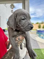 Light pink, a female Cane Corso and Weimaraner for sale in Las Vegas, NV – Photo 2 of 8