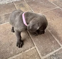 Light pink, a female Cane Corso and Weimaraner for sale in Las Vegas, NV – Photo 3 of 8