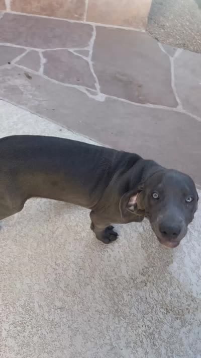 Hot pink, a female Cane Corso and Weimaraner for sale in Las Vegas, NV – 5 of 10