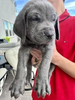 Dark blue , a male Cane Corso and Weimaraner for sale in Las Vegas, NV – Photo 3 of 9