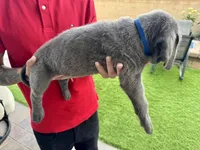 Dark blue , a male Cane Corso and Weimaraner for sale in Las Vegas, NV – Photo 4 of 9