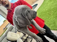 Dark blue , a male Cane Corso and Weimaraner for sale in Las Vegas, NV – Photo 2 of 9