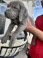 Dark blue , a male Cane Corso and Weimaraner for sale in Las Vegas, NV – Photo 1 of 9