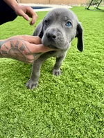 Dark blue , a male Cane Corso and Weimaraner for sale in Las Vegas, NV – Photo 9 of 9