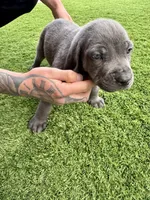 Dark blue , a male Cane Corso and Weimaraner for sale in Las Vegas, NV – Photo 5 of 9