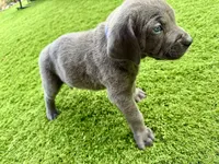Dark blue , a male Cane Corso and Weimaraner for sale in Las Vegas, NV – Photo 8 of 9
