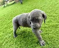 Dark blue , a male Cane Corso and Weimaraner for sale in Las Vegas, NV – Photo 6 of 9