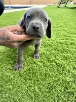 Dark blue , a male Cane Corso and Weimaraner for sale in Las Vegas, NV – Photo 7 of 9