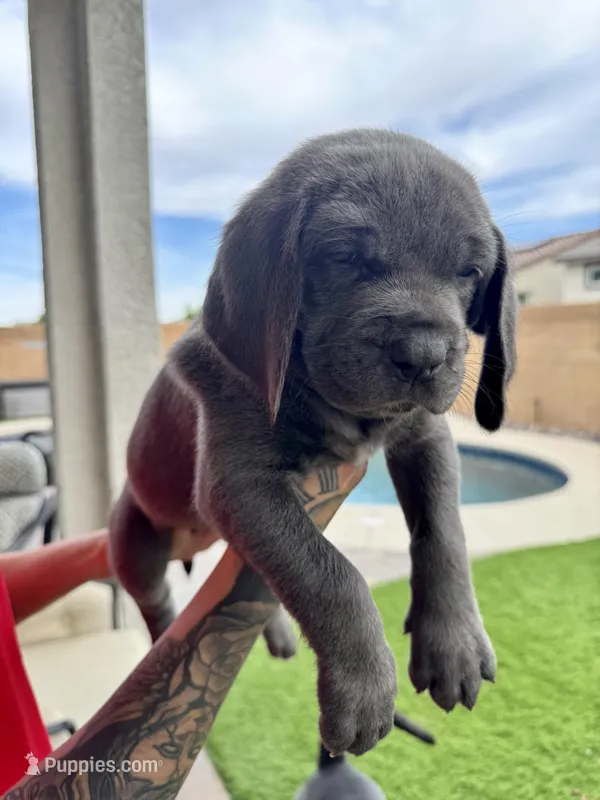 Hot pink – Cane Corso, Weimaraner puppy for sale in Las Vegas, NV